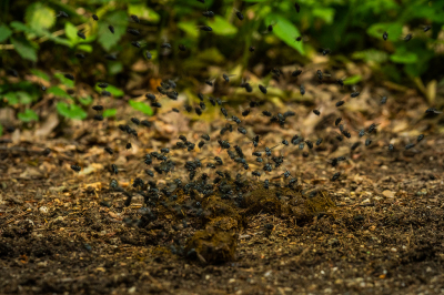 Gefotografeerd op een bospad in het Klever reichswald nabij Nijmegen.
Op een verse paardendrol zaten opvallend veel vliegen - niet de gele strontvliegen. Geschrokken van mij (en ik van hun) zaten ze allemaal in een boom. Ik ben dan op afstand gaan zitten wachten tot er zoveel mogelijk terug waren op de drol.

Eerst met een takje richting de drol gegooid maar dat maakte niet veel indruk. Uiteindelijk gewacht op een voetganger of fietser waarvan ze opschrikken. Het was uiteindelijk een fietser!