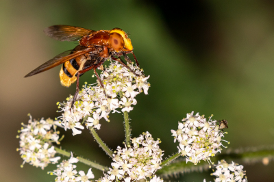 Imposante insecten zijn het die Stadsreuzen. Even dacht ik dat het een Horzel was, maar deze soort is veel vredelievender. De kleine bloemvlieg ernaast was ook scherp in beeld. Geeft een beetje de verhoudingen weer.