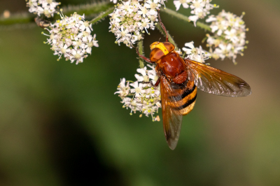 Nog onder de indruk van de eerste waarneming van dit prachtige insect, zie ik er een paar km verder weer een. Wat ik zo mooi vind aan deze foto is dat de ocellus zo mooi tuitkomt in de fel gele frons/clypeus en ook het rugschild de vleugels en de glimmende rugharen maakt dit een genot voor het oog.