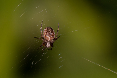 Een klein Kruisspinnetje is een nieuw net aan het spinnen nadat het vorige door een windvlaagje werd verwoest. Blijkbaar vermoeiend want het wordt langzamerhand een beetje dronkemanswerk.