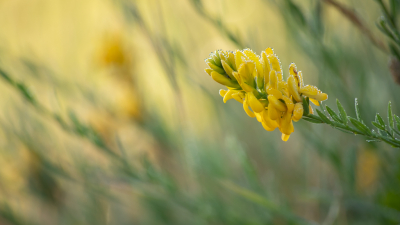 Genoten van een korte vakantie in de Haute-Marne, in een bosrijke streek met veel weilanden en bermen vol wilde bloemen, zoals je ze bij ons bijna niet meer ziet, zeker niet in Vlaanderen. Verfbrem is bij ons zeldzaam, je vindt ze nog in de Viroinval.