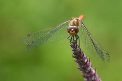 Vanmorgen waaide het nog flink in dit gebied, dus het was niet eenvoudig om libellen te fotograferen. Gelukkig wilde deze heidelibel wel even poseren voor de foto..