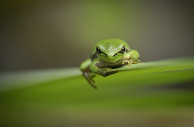 Afgelopen vrijdagmiddag hing deze jonge boomkikker aan een blad van een gele lis te zonnebaden. Moest er zelf even boven hangen om hem er zo op te krijgen.