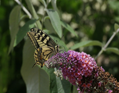 Tijdens het klussen in de tuin kwam ze ineens voorbij vliegen.  Meteen alles laten vallen en de camera gepakt. 
Geweldig hoe ze de nectar drinkt.