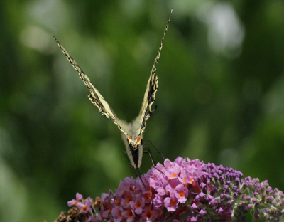 In de tuin rond fladderend en genieten van de nectar. Van achteren geschoten.  Mooi zicht op de haartjes op de vleugels.