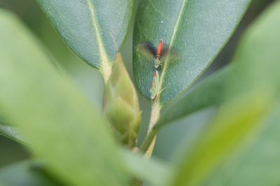 <i class='fa fa-user'></i>&nbsp;Gert-Jan Cromwijk&nbsp;|  Rhododendroncicade&nbsp; <i class='fa fa-eye'>&nbsp;88</i> &nbsp; <i class='fa fa-comment-o'>&nbsp;2</i>