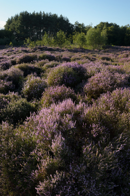 <i class='fa fa-user'></i>&nbsp;Hendrik van Kampen&nbsp;|  Merskenheide&nbsp; <i class='fa fa-eye'>&nbsp;110</i> &nbsp; <i class='fa fa-comment-o'>&nbsp;2</i>