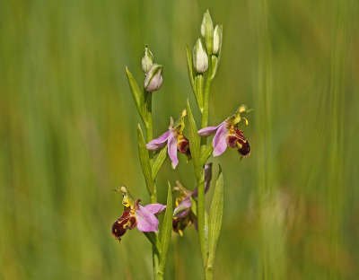 <i class='fa fa-user'></i>&nbsp;Cor&nbsp;|  Bijenorchis&nbsp; <i class='fa fa-eye'>&nbsp;91</i> &nbsp;<i class='fa fa-thumbs-up'>&nbsp;11</i> &nbsp; <i class='fa fa-comment-o'>&nbsp;11</i>