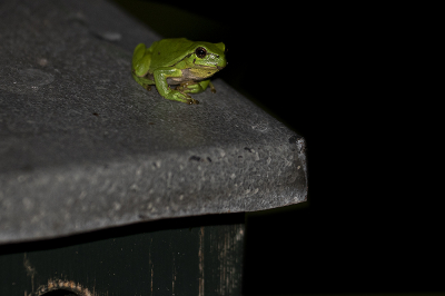 Toch hier maar even een boomkikker op het vogelhuisje waar deze kikker kennelijk een goed onderkomen heeft. Vandaag twee kleintjes eronder maar de grotere nog niet gezien. Gisteravond rond 22.00 zat de kikker wel lekker op het dak van zijn villa, klaar voor de jacht in de nacht.