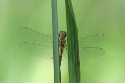 Aan de oever van een meer zat deze bruinrode heidelibel te rusten op twee stengels. Eerst van bovenaf gefotografeerd, daarna gekeken of ik haar ook van de andere kant kan fotograferen. Hierbij het resultaat.