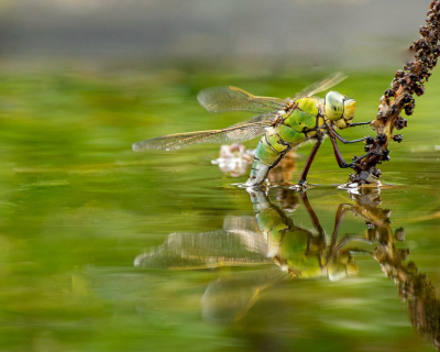 Opname werd gemaakt rond 17 u. Ik heb mij geduldig opgesteld aan de rand onze vijver, waar dit prachtig exemplaar rond fladderde. De opname is gemaakt uit de hand.
Ik heb gebruik gemaakt van een sigma zoomlens 50 -200mm.