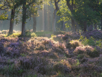 <i class='fa fa-user'></i>&nbsp;Tim Oord&nbsp;|  Bos en heide&nbsp; <i class='fa fa-eye'>&nbsp;114</i> &nbsp;<i class='fa fa-thumbs-up'>&nbsp;3</i> &nbsp; <i class='fa fa-comment-o'>&nbsp;6</i>