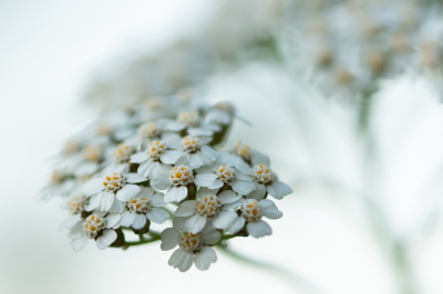 Er wordt al veel gemaaid overal maar deze houdt stand. Het is zoeken hoe deze bloem mooi in beeld te brengen, en zoeken naar de goeie scherpte(diepte) met de macrolens. 's Morgens op pad, plekjes in de schaduw opgezocht.