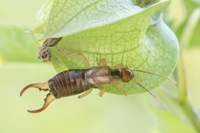 <i class='fa fa-user'></i>&nbsp;Johan van Gurp&nbsp;|  Gewone Oorworm&nbsp; <i class='fa fa-eye'>&nbsp;121</i> &nbsp;<i class='fa fa-thumbs-up'>&nbsp;8</i> &nbsp; <i class='fa fa-comment-o'>&nbsp;9</i>