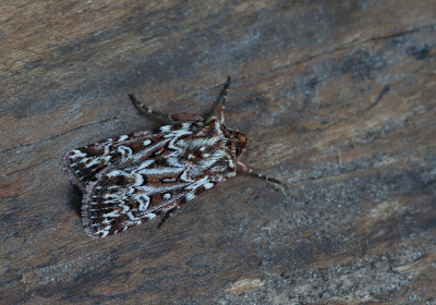 BESTE

Deze Granietuil was een van de resultaten van een nachtelijke telling op ons balkon.
De soort is redelijk algemeen op de zandgronden van met name het binnenland en in de duinen, desondanks was dit een eerste waarneming na enkele jaren tellen.
De Granietuil is zowel nacht- als dagactief blijkens informatie van de Vlinderstichting.

Opname omstandigheden:
Beschrijf de manier waarop de foto gemaakt is. (Minimaal 15 woorden).
Maximale lengte (karakters): 2048



Techniek (bewerkingen/exif):
Beschrijf de bewerkingen die je op de foto hebt uitgevoerd, 
gebruikt diafragma/sluitertijd/iso, of het een crop is, etc. (Bereken croppercentage)