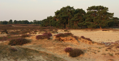 <i class='fa fa-user'></i>&nbsp;Tineke Strijbosch&nbsp;|  Landschap met heide, bomen en zand&nbsp; <i class='fa fa-eye'>&nbsp;83</i> &nbsp; <i class='fa fa-comment-o'>&nbsp;6</i>