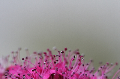 Weet iemand hoe de struik heet waar deze bloem aan groeit?
Ik heb gezocht in mijn tuinboek, maar vindt hem niet.