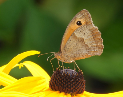 Vanmorgen vlogen er best veel vlinders in de tuin. Het Bruine Zandoogje was een van hen.