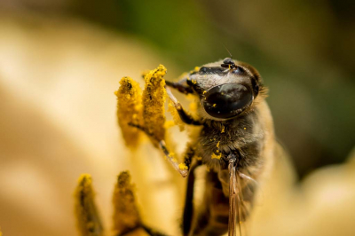's morgens in de tuin op de meeldraden van de daglelies.