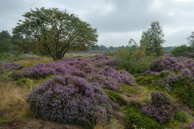 <i class='fa fa-user'></i>&nbsp;Hendrik van Kampen&nbsp;|  Merskenheide&nbsp; <i class='fa fa-eye'>&nbsp;116</i> &nbsp;<i class='fa fa-thumbs-up'>&nbsp;2</i> &nbsp; <i class='fa fa-comment-o'>&nbsp;9</i>