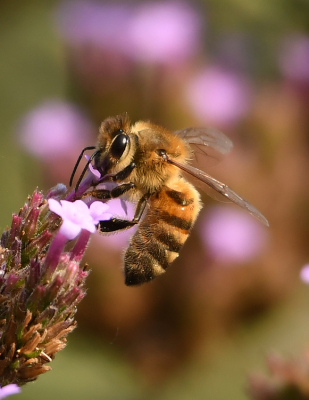 In eigen tuin is veel te beleven. Bijen volop, maar vlinders wel wat minder dit jaar.
Toch kan je veel plezier beleven met het fotograferen van insecten
