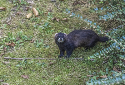 Vanaf mijn balkon (4 hoog) dacht ik eerst een jonge kat te zien, maar wat schetste mijn verbazing: het was een bunzing. Snel een paar opnames kunnen maken van dit nog nooit geziene dier.