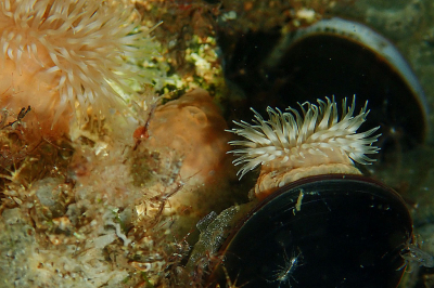 <i class='fa fa-user'></i>&nbsp;A. Soeting&nbsp;|  Onderwaterlandschap&nbsp; <i class='fa fa-eye'>&nbsp;105</i> &nbsp;<i class='fa fa-thumbs-up'>&nbsp;1</i> &nbsp; <i class='fa fa-comment-o'>&nbsp;14</i>
