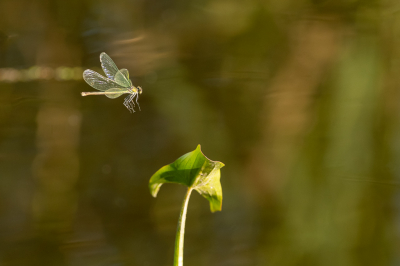 De zon scheen nog net tussen de bomen door. De walkant en het water raakte al in de schaduw. De Weidebeekjuffer landde regelmatig op de waterplant die nog in het zonlicht stond. Ik vond het een uitdaging om de Weidebeekjuffer al vliegend te fotograferen. Vanaf statief met schommelkop.