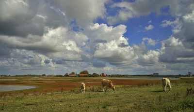 <i class='fa fa-user'></i>&nbsp;Nel R&nbsp;|  Hollandse luchten&nbsp; <i class='fa fa-eye'>&nbsp;118</i> &nbsp;<i class='fa fa-thumbs-up'>&nbsp;4</i> &nbsp; <i class='fa fa-comment-o'>&nbsp;8</i>