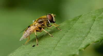 Ik kon deze mooie vlieg vanaf de zijkant fotograferen. Uit de hand gemaakt.