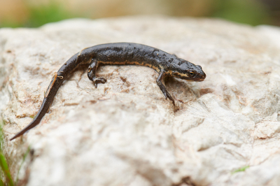 <i class='fa fa-user'></i>&nbsp;peter wijn&nbsp;|  Kleine Watersalamander&nbsp; <i class='fa fa-eye'>&nbsp;156</i> &nbsp;<i class='fa fa-thumbs-up'>&nbsp;2</i> &nbsp; <i class='fa fa-comment-o'>&nbsp;6</i>