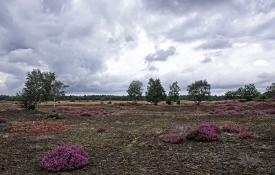 <i class='fa fa-user'></i>&nbsp;nelappelmelk&nbsp;|  Heide op het zand&nbsp; <i class='fa fa-eye'>&nbsp;104</i> &nbsp; <i class='fa fa-comment-o'>&nbsp;4</i>