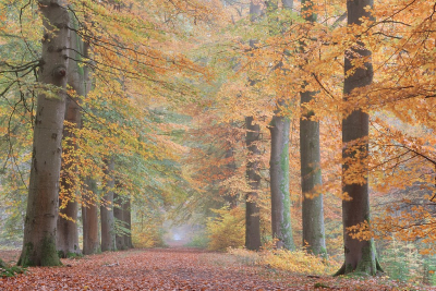 <i class='fa fa-user'></i>&nbsp;Tim Oord&nbsp;|  Herfstbos&nbsp; <i class='fa fa-eye'>&nbsp;132</i> &nbsp; <i class='fa fa-comment-o'>&nbsp;2</i>