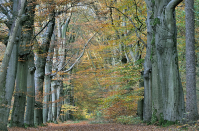 <i class='fa fa-user'></i>&nbsp;Tim Oord&nbsp;|  Herfstbos&nbsp; <i class='fa fa-eye'>&nbsp;87</i> &nbsp; <i class='fa fa-comment-o'>&nbsp;2</i>