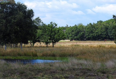 <i class='fa fa-user'></i>&nbsp;HaHes&nbsp;|  Uffelter Binnenveld&nbsp; <i class='fa fa-eye'>&nbsp;81</i> &nbsp; <i class='fa fa-comment-o'>&nbsp;3</i>
