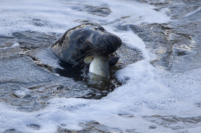 <i class='fa fa-user'></i> C. Fikkert | Grijze Zeehond  <i class='fa fa-eye'> 133</i>   <i class='fa fa-comment-o'> 6</i>