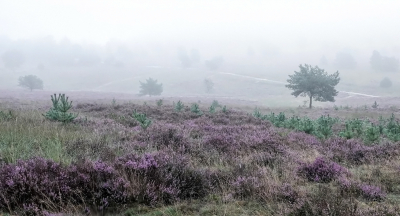 <i class='fa fa-user'></i>&nbsp;nelappelmelk&nbsp;|  Mist op de heide&nbsp; <i class='fa fa-eye'>&nbsp;112</i> &nbsp; <i class='fa fa-comment-o'>&nbsp;3</i>