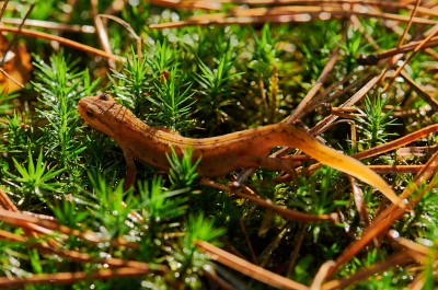 <i class='fa fa-user'></i>&nbsp;peter wijn&nbsp;|  Kleine Watersalamander&nbsp; <i class='fa fa-eye'>&nbsp;97</i> &nbsp; <i class='fa fa-comment-o'>&nbsp;5</i>