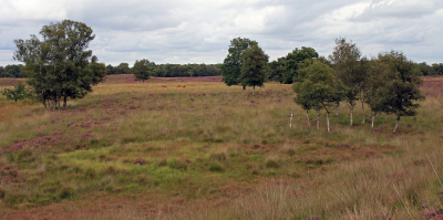 <i class='fa fa-user'></i>&nbsp;Tineke Strijbosch&nbsp;|  Gasterse Duinen&nbsp; <i class='fa fa-eye'>&nbsp;71</i> &nbsp; <i class='fa fa-comment-o'>&nbsp;4</i>