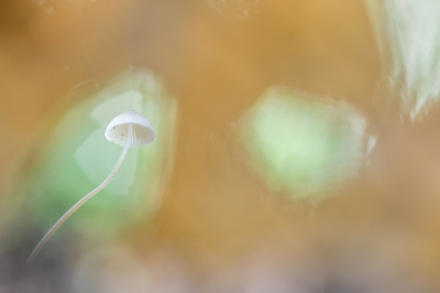 <i class='fa fa-user'></i>&nbsp;Van de Velde Frank&nbsp;|  Mycena sp.&nbsp; <i class='fa fa-eye'>&nbsp;110</i> &nbsp;<i class='fa fa-thumbs-up'>&nbsp;3</i> &nbsp; <i class='fa fa-comment-o'>&nbsp;4</i>
