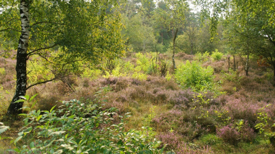 <i class='fa fa-user'></i>&nbsp;B.M.Schouten-Ruis&nbsp;|  Asselse heide&nbsp; <i class='fa fa-eye'>&nbsp;105</i> &nbsp;<i class='fa fa-thumbs-up'>&nbsp;1</i> &nbsp; <i class='fa fa-comment-o'>&nbsp;6</i>