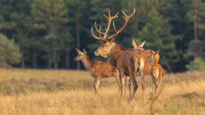 Tijdens een aanzit kwam het roedel al vroeg voor mij langs lopen om op lavei te gaan, de rust in het roedel was fantastisch maar de echte bronst laat nog op zich wachten.