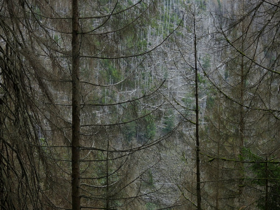 <i class='fa fa-user'></i>&nbsp;sieb&nbsp;|  Harz, stervend bos&nbsp; <i class='fa fa-eye'>&nbsp;97</i> &nbsp;<i class='fa fa-thumbs-up'>&nbsp;1</i> &nbsp; <i class='fa fa-comment-o'>&nbsp;5</i>