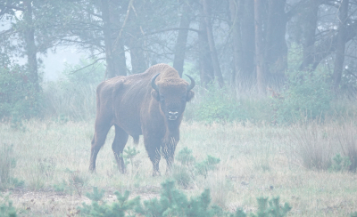 <i class='fa fa-user'></i>&nbsp;nelappelmelk&nbsp;|  Wisent&nbsp; <i class='fa fa-eye'>&nbsp;187</i> &nbsp; <i class='fa fa-comment-o'>&nbsp;6</i>