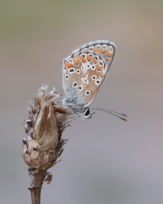 <i class='fa fa-user'></i>&nbsp;Johan van Gurp&nbsp;|  Bruin Blauwtje&nbsp; <i class='fa fa-eye'>&nbsp;79</i> &nbsp; <i class='fa fa-comment-o'>&nbsp;3</i>