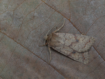 De herfst was nog maar een dag oud toen ik deze bruine herfstuil trof. Een algemene soort die al vanaf begin augustus kan worden waargenomen.
de herfst zich op de kalender aandient.  Vliegt.
Niet heel bijzonder Vastleggen

pname omstandigheden:
Beschrijf de manier waarop de foto gemaakt is. (Minimaal 15 woorden).
Maximale lengte (karakters): 2048



Techniek (bewerkingen/exif):
Beschrijf de bewerkingen die je op de foto hebt uitgevoerd, 
gebruikt diafragma/sluitertijd/iso, of het een crop is, etc. (Bereken croppercentage)