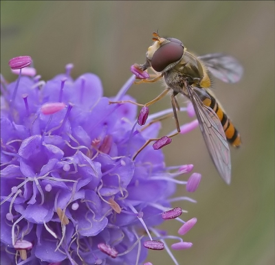 Zweefvliegen waren er nog genoeg begin oktober......het weer was erg somber, maar wel redelijk windstil.
Deze zweefvlieg liet zich het stuifmeel van de Blauwe Knoop nog heerlijk smaken!!

Canon20D, Sigma 105mm +12mm tussenring, Iso 400, F9, 1/125