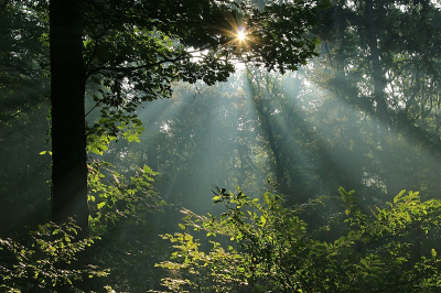 <i class='fa fa-user'></i>&nbsp;frbeuming&nbsp;|  Lichtstralen in bos&nbsp; <i class='fa fa-eye'>&nbsp;63</i> &nbsp; <i class='fa fa-comment-o'>&nbsp;5</i>