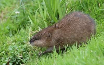 <i class='fa fa-user'></i>&nbsp;honderwa&nbsp;|  Woelrat&nbsp; <i class='fa fa-eye'>&nbsp;121</i> &nbsp; <i class='fa fa-comment-o'>&nbsp;0</i>