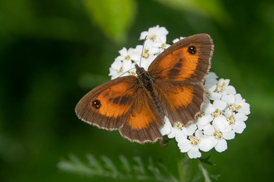 <i class='fa fa-user'></i>&nbsp;martine&nbsp;|  Oranje Zandoogje&nbsp; <i class='fa fa-eye'>&nbsp;68</i> &nbsp; <i class='fa fa-comment-o'>&nbsp;4</i>